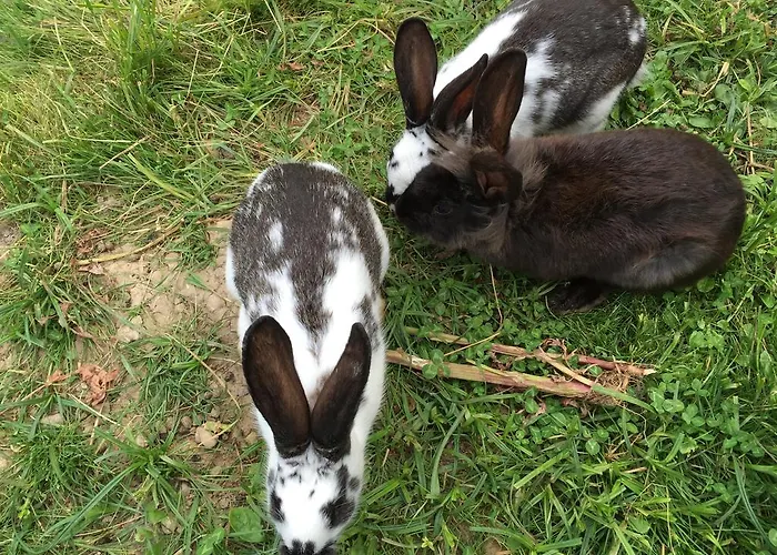 Dom wakacyjny Domaine Du Grand Bec Villerville