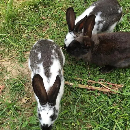 Nyaraló Domaine Du Grand Bec Villerville